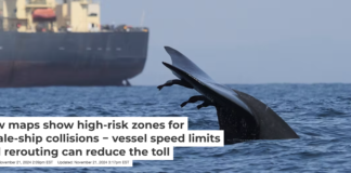 A blue whale swims close to a large vessel near the Port of Colombo, Sri Lanka. Asha de Vos, CC BY-ND